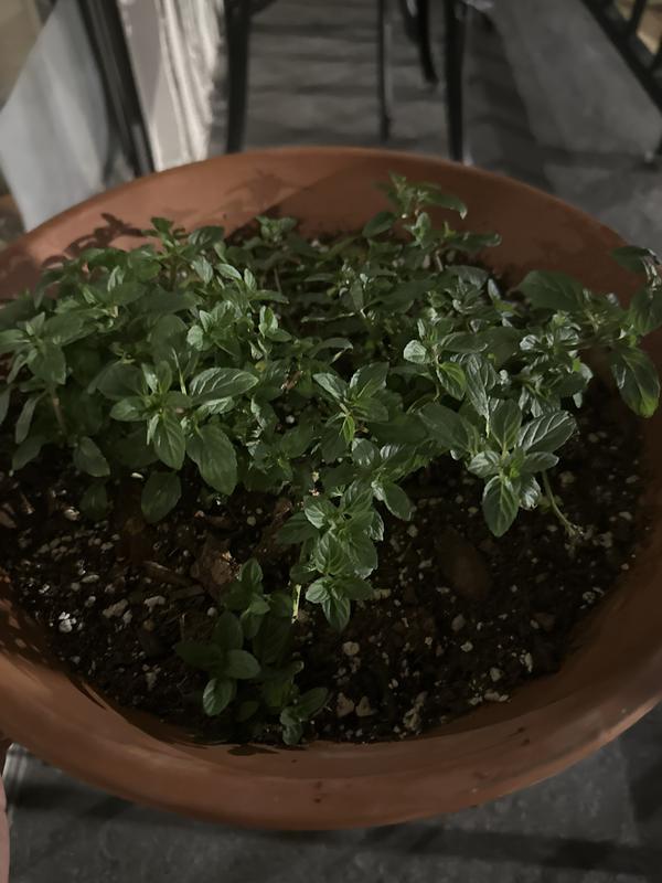 The Two mint plants which arrived in 4 inch pots were planted together. They are lush and thriving after a few days