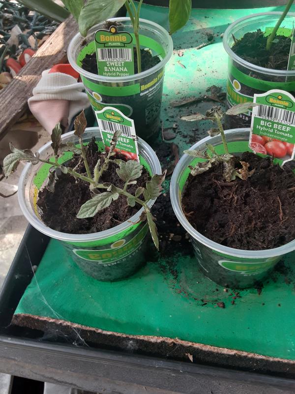 24 hours after receiving and watering.