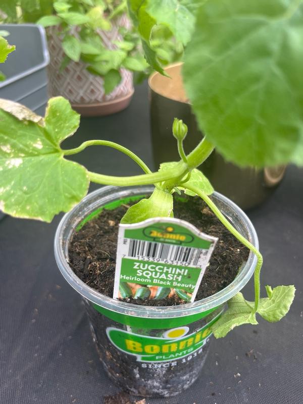 Straightneck Squash – Bonnie Plants