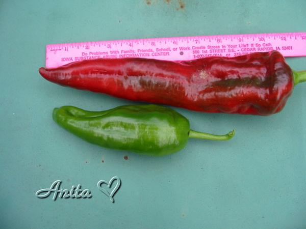 Definitely a giant