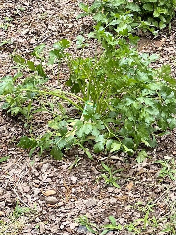 Flat Italian parsley