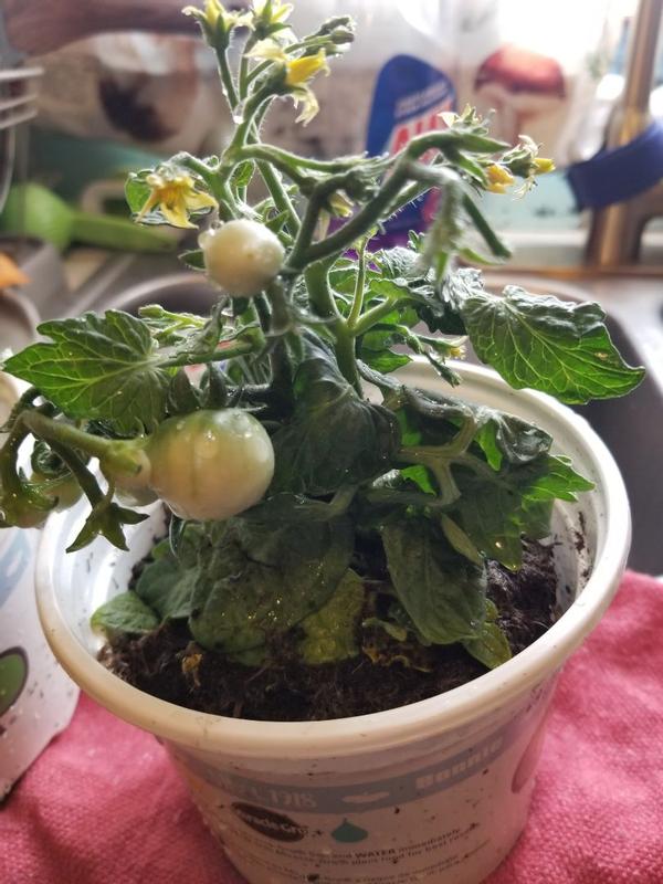 Ponchi Mi Tomato (2 Pack) – Bonnie Plants