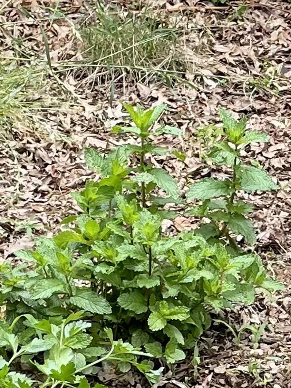 Sweet mint after one month