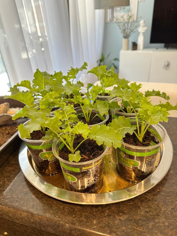 beautiful kale plants