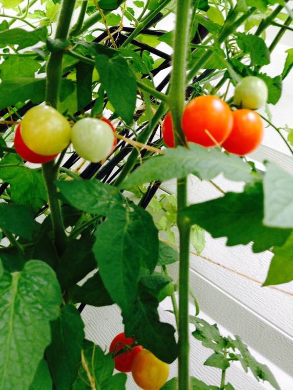 Husky Cherry Red Tomato Seeds – 20 Count, Heirloom, Great For Gardens