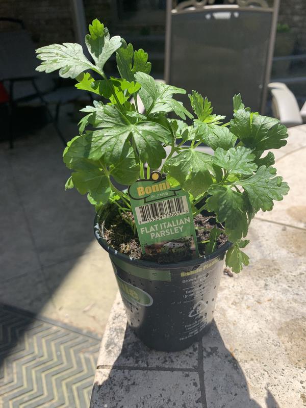 Flat Italian Parsley arrived in excellent condition