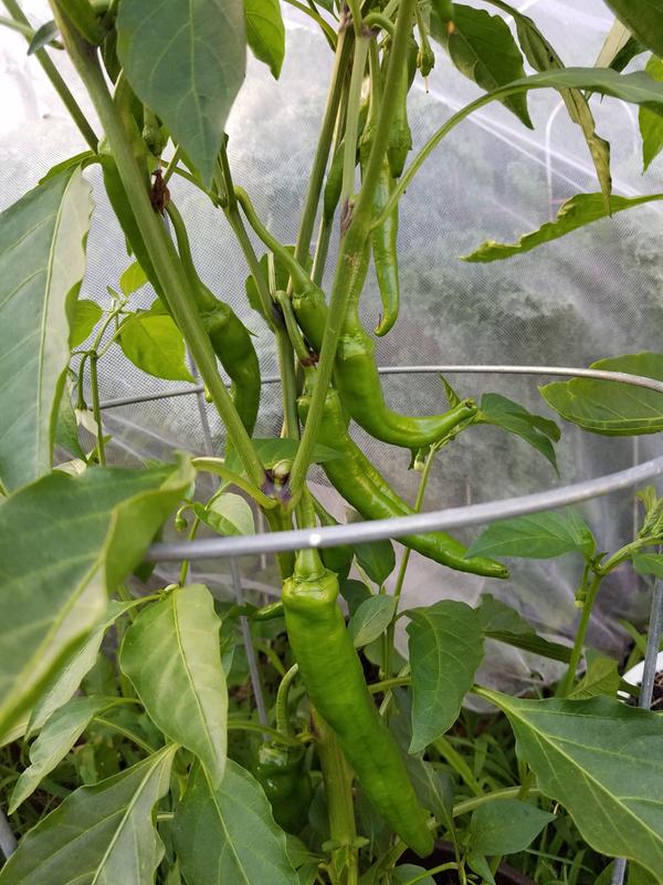 3 to 6 inch cowhorns