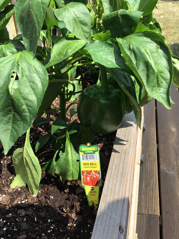 It got 4 nice peppers but they haven’t turned red even after 3 weeks.