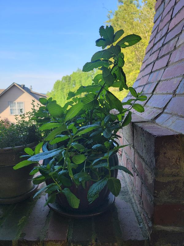 Both mints in ones pot.
