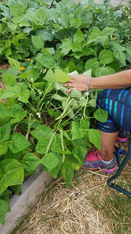 bush green beans plant