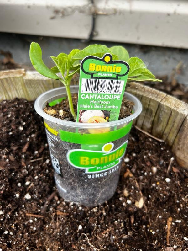 Bonnie plants seeds