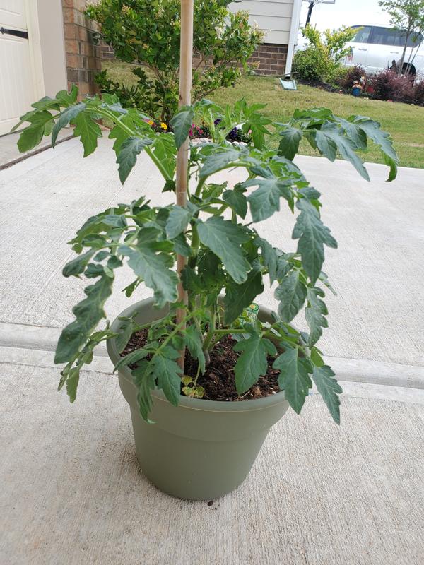 See the tiny yellow flowers?? Those will be tomatoes