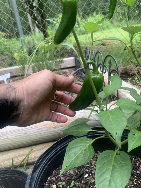 Bonnie Mammoth Jalepeno