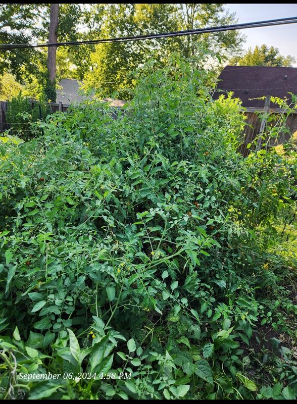 1st year growing these beauties