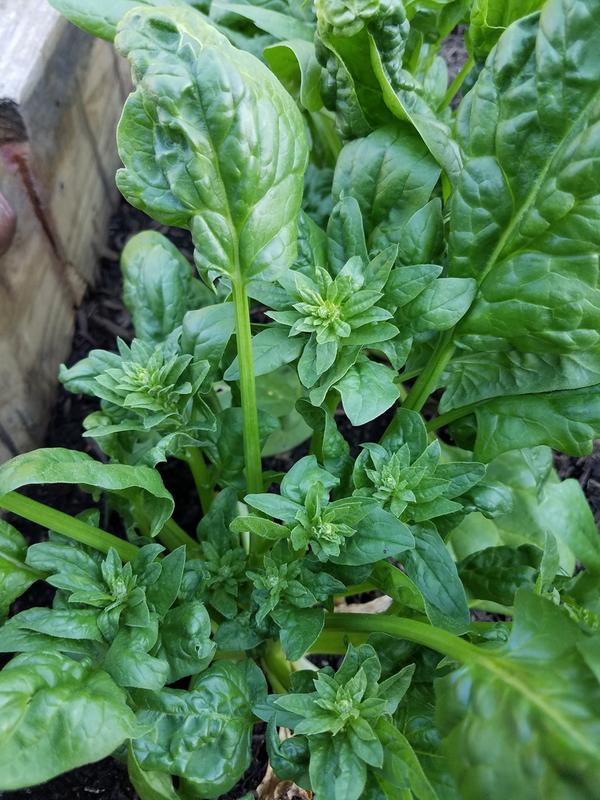 Bonnie Spinach - bolting in Harrisburg, PA 6-12-2020