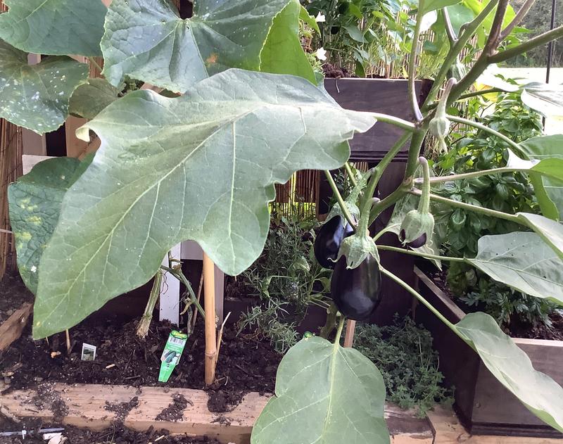 1.5 Mo. Old Black Beauty