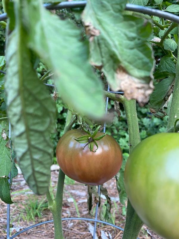 Heirloom tomato plants 2 2 to 4 LIVE PLANTS! FREE SHIPPING!