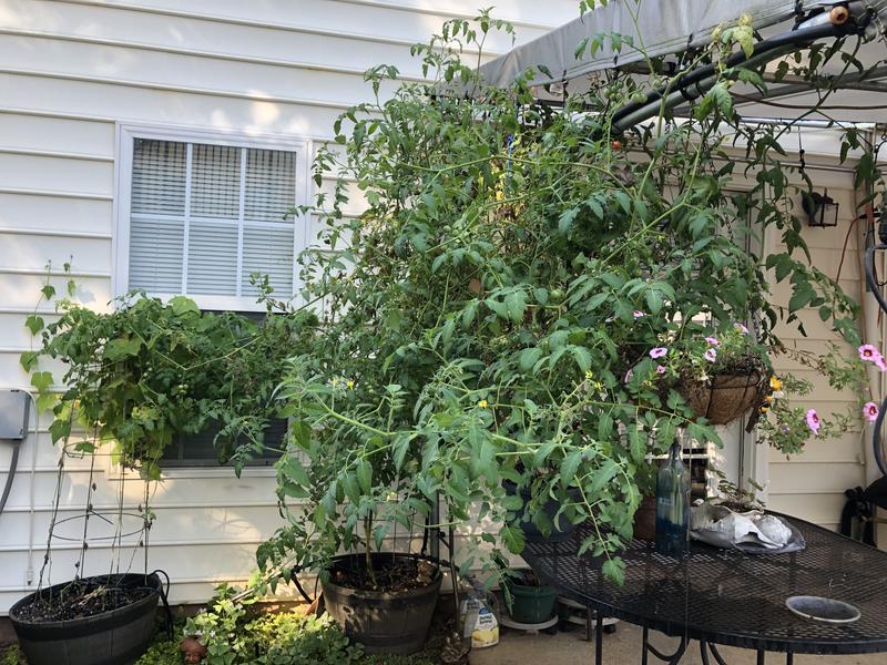 Outside of canopy
