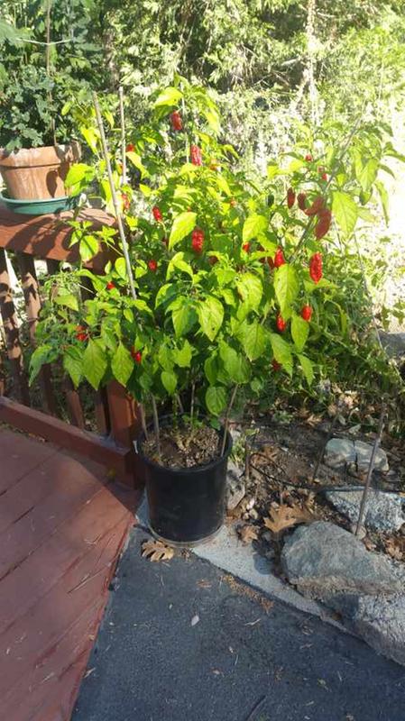 scorpion pepper plant