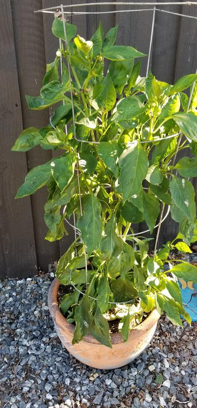 Bonnie Plants Peppers Pot Plant at