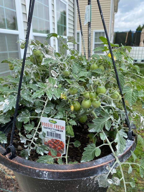 Jet Star Tomato – Bonnie Plants