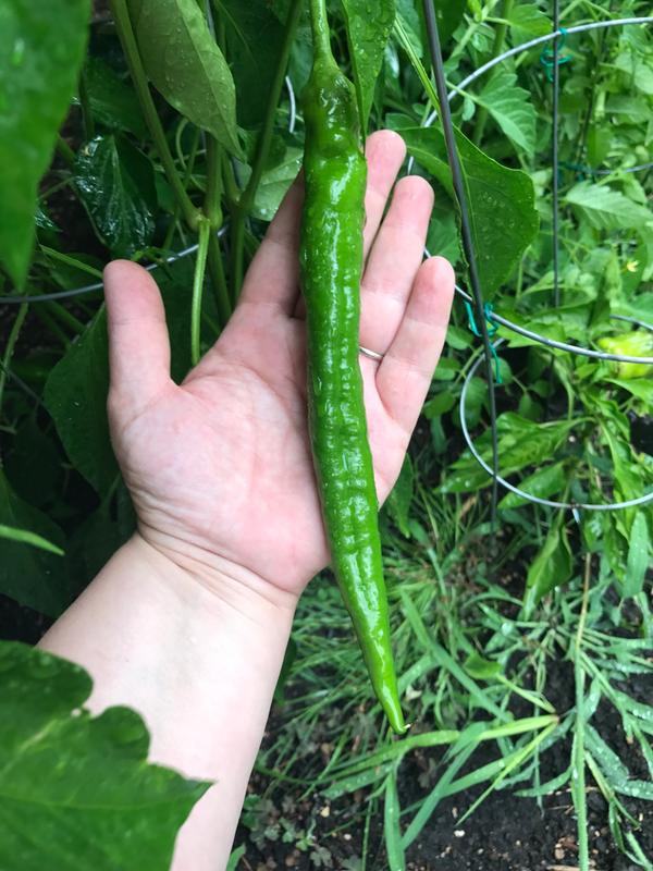 My Anaheim Pepper