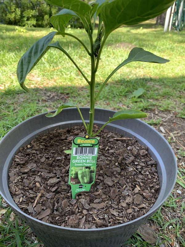 Older pic right after transplanting