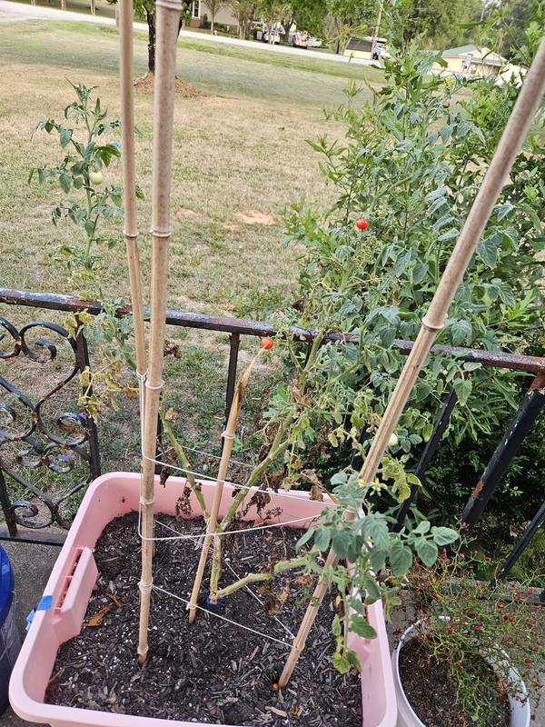 Almost finished for the year, wish I had pics in her prime