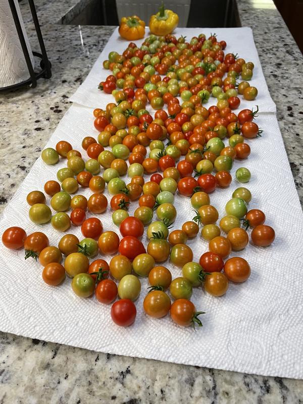 Lowe's Sweet-n-neat Cherry Tomato Plant in the Vegetable Plants department  at