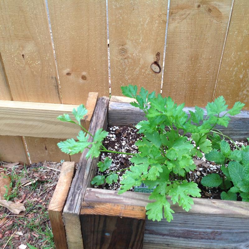 My Perfect Parsley
