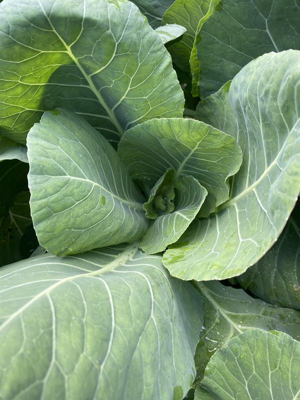 Leaf Cabbage