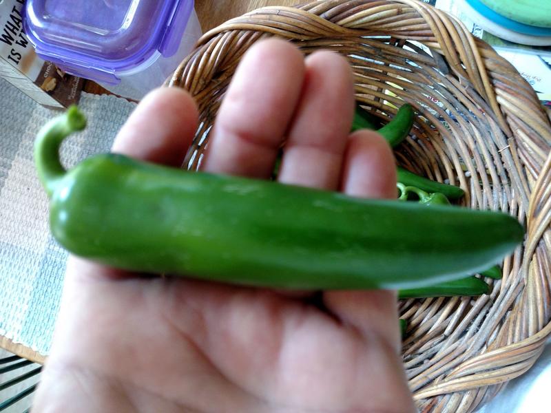 That's a good size Jalapeño!