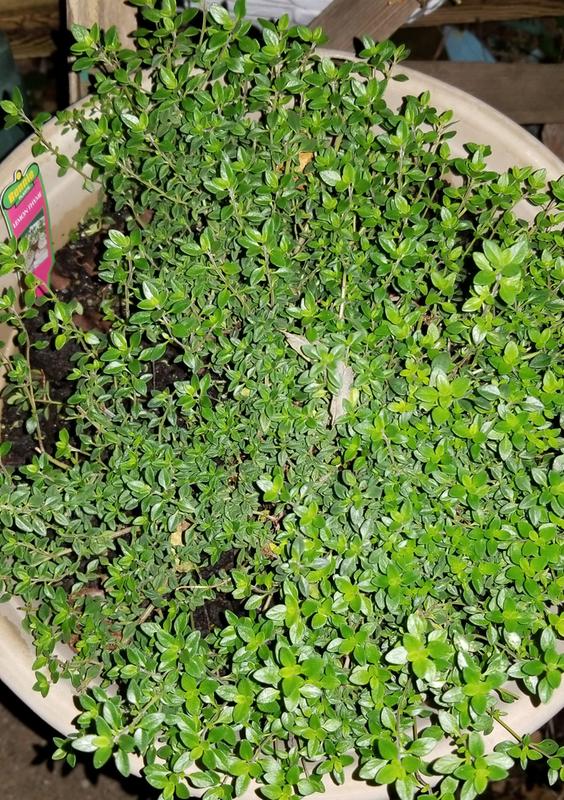 Lemon Thyme (2 Pack)