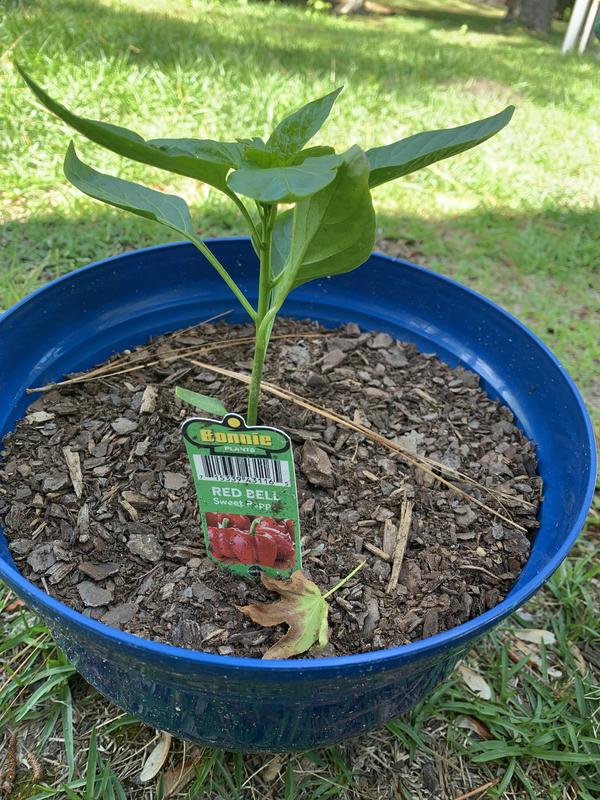 Older pic, right after transplanting