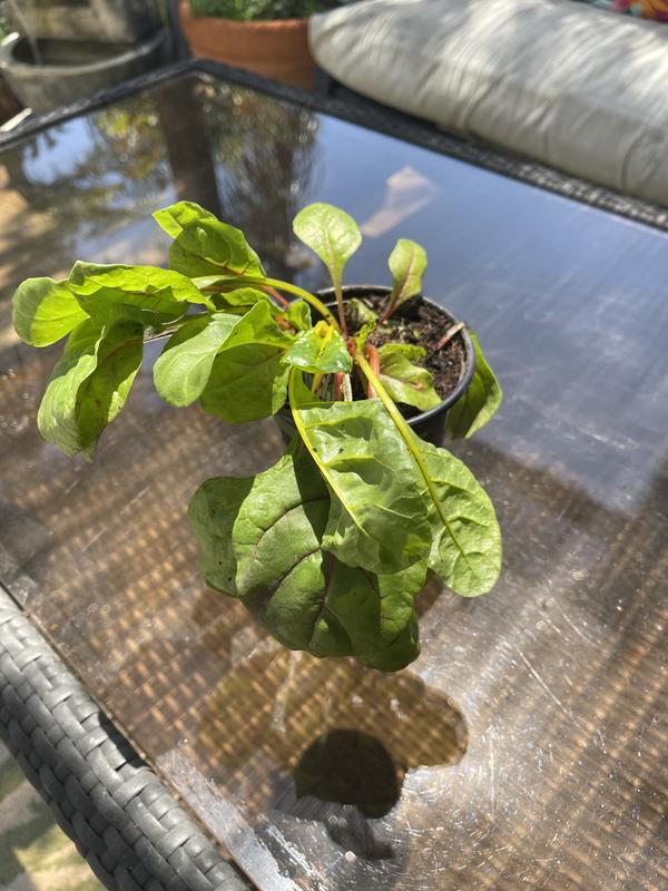 Arrived a little limp with a few broken stalks but recovered quickly