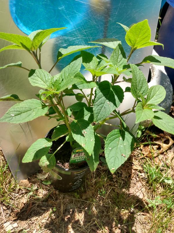 buy white princess philodendron Philodendron 'White Princess'