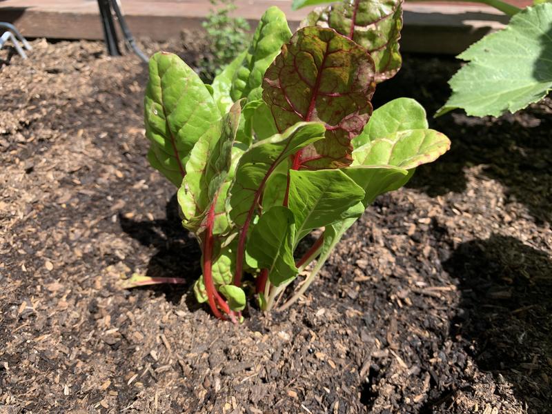 Two weeks in the ground and getting healthy.