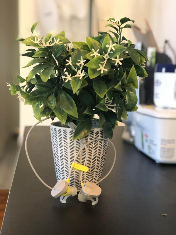 Bose Sound sports headphones