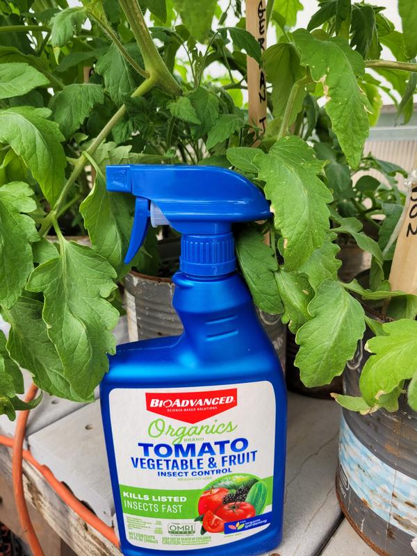Beautiful tomato plants!