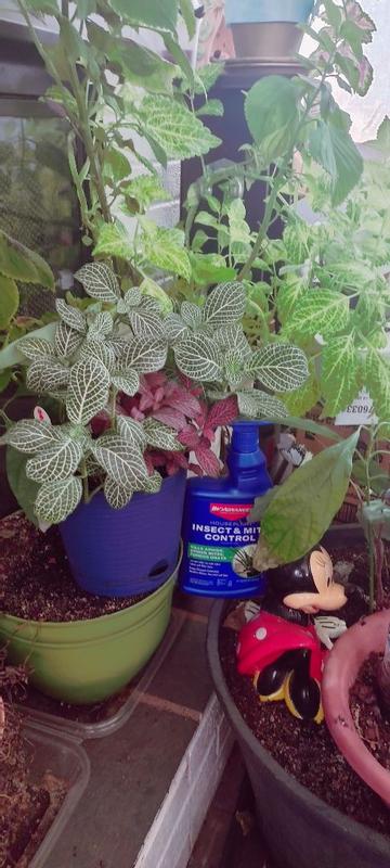 house plants compost Premium Houseplant Compost With a Mix of Premium Ingredients  Gardening  Naturally