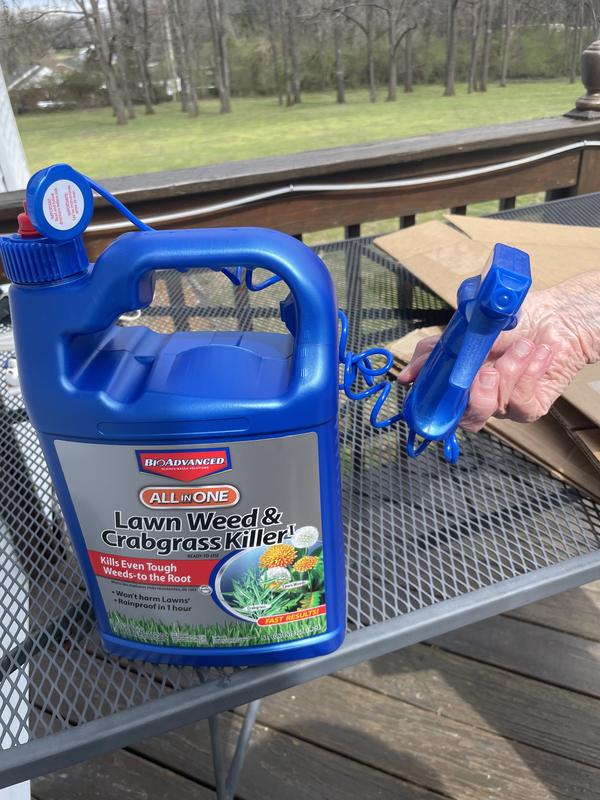 cat tree palm Full Size Cat Palm