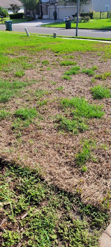 This is how it looks after 3 weeks of Bio Advanced  Fungus Control and Complete Insect Control Applied. I had only couple of brown spots before this was applied.