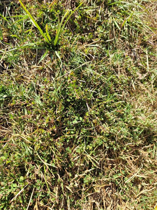 couple clover spot still spouting.