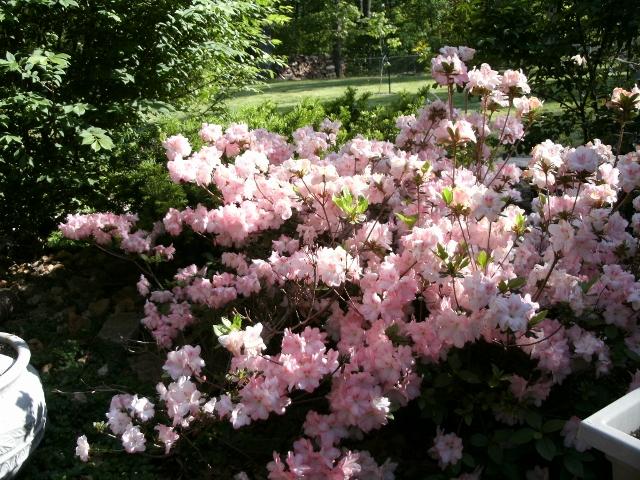 bayer tree & shrub