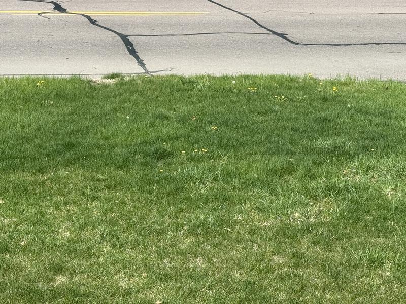 Front Lawn