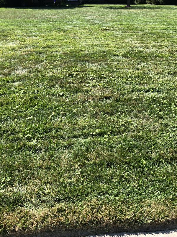 Dead grass live weeds