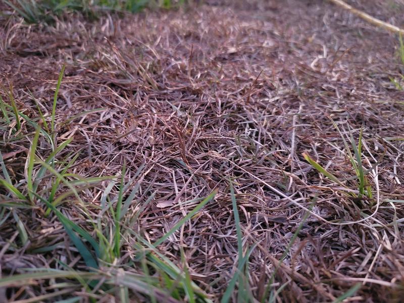 front yard turning brown after couple weeks