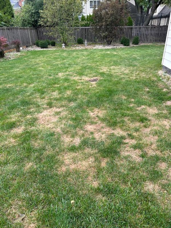 My ruined lawn