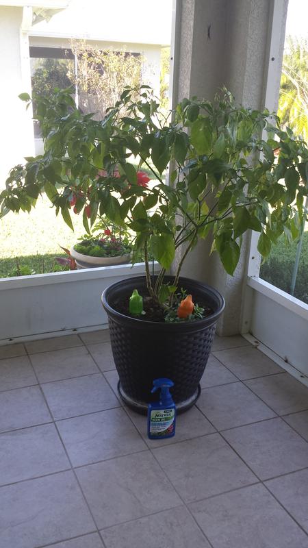 Pepper plant