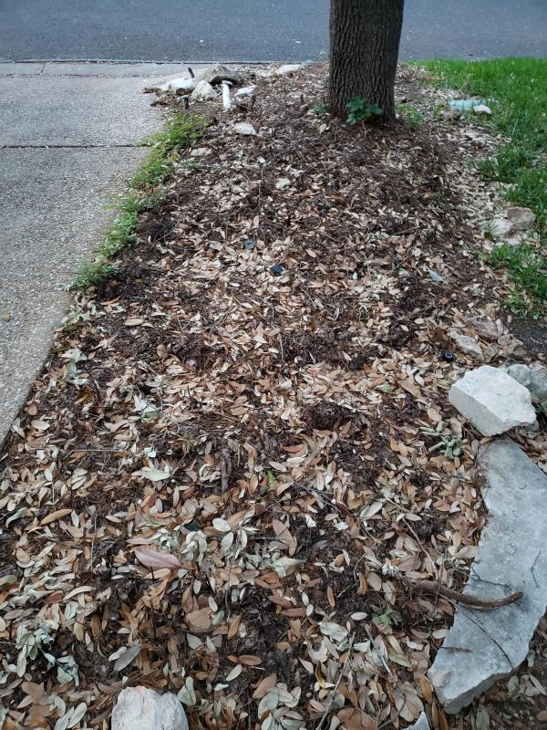 The middle area is where the jasmine was - the brush killer did appear to keep that from returning.